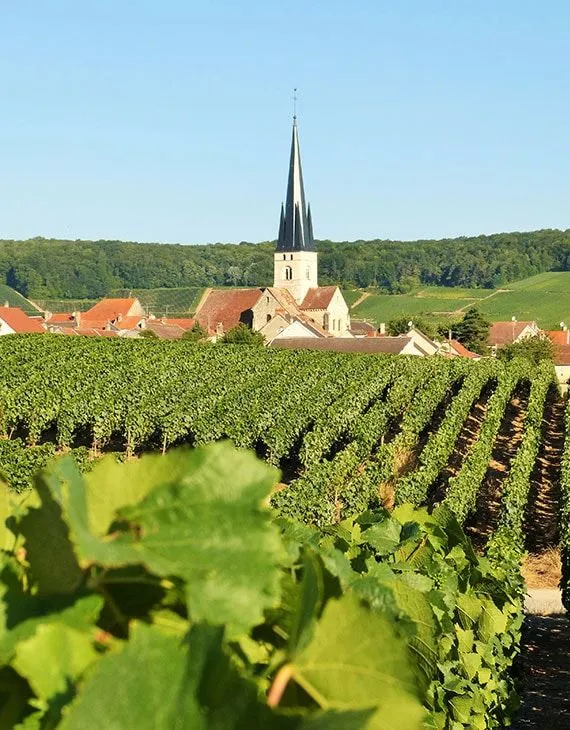 L’église de Chamery au-dessus des vignes