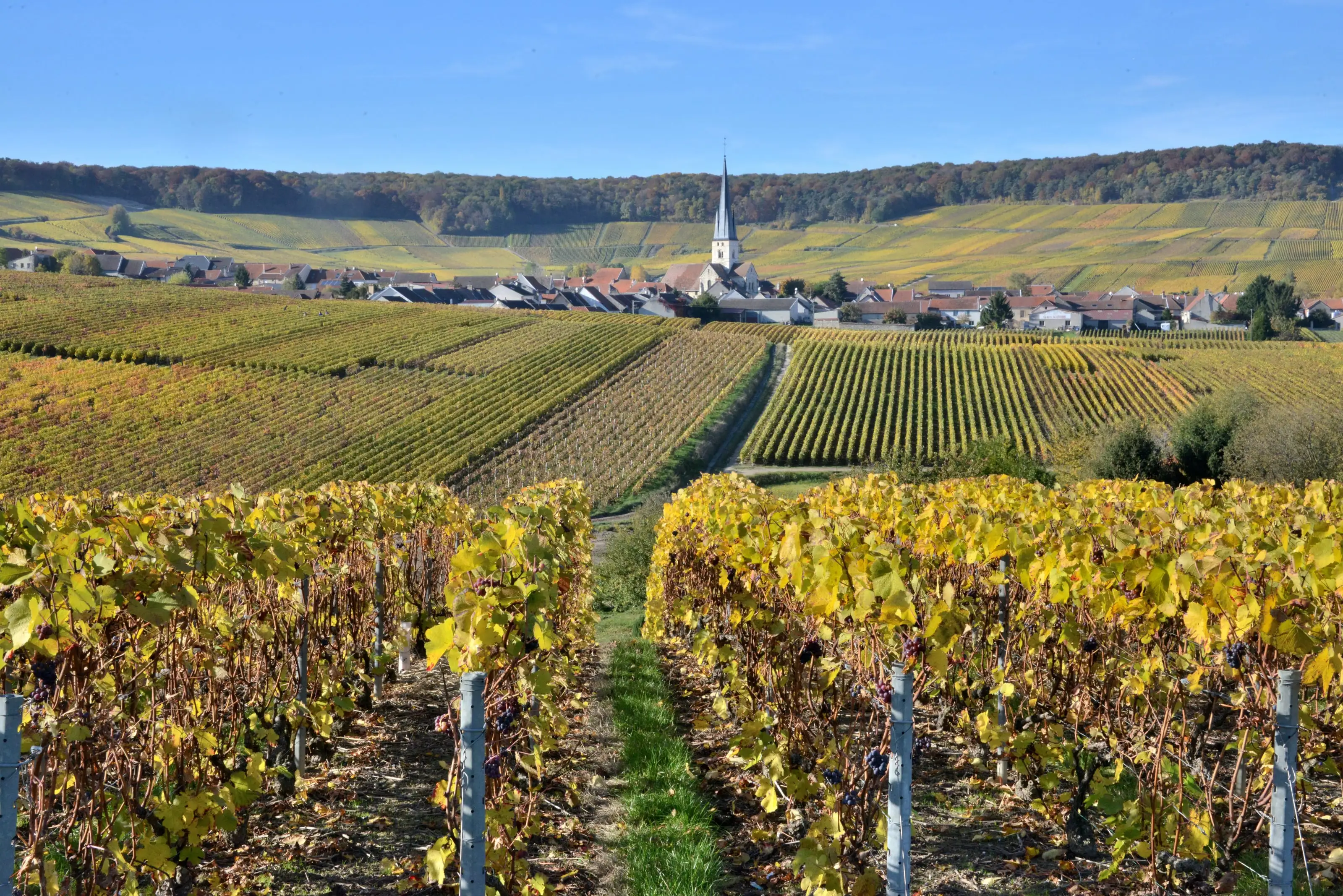 Le village de Chamery, son clocher et ses vignes en automne, dans la Montagne de Reims